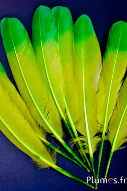 Cygne Soie - 25-30 cm - lime-vert
